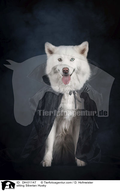 sitting Siberian Husky / DH-01147
