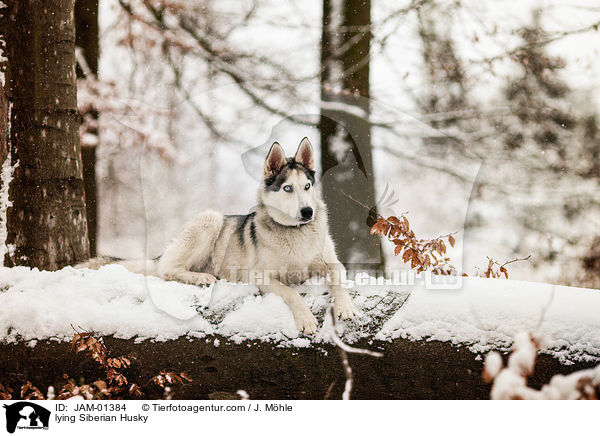 lying Siberian Husky / JAM-01384