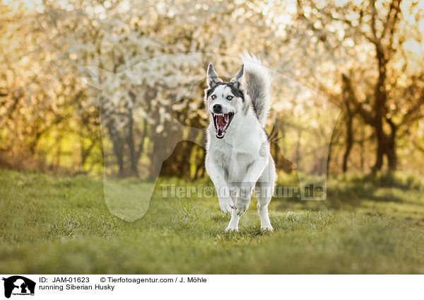 running Siberian Husky / JAM-01623