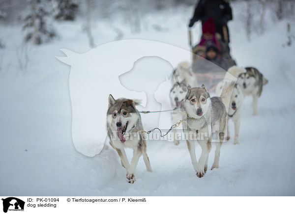 Schlittenhunderennen / dog sledding / PK-01094