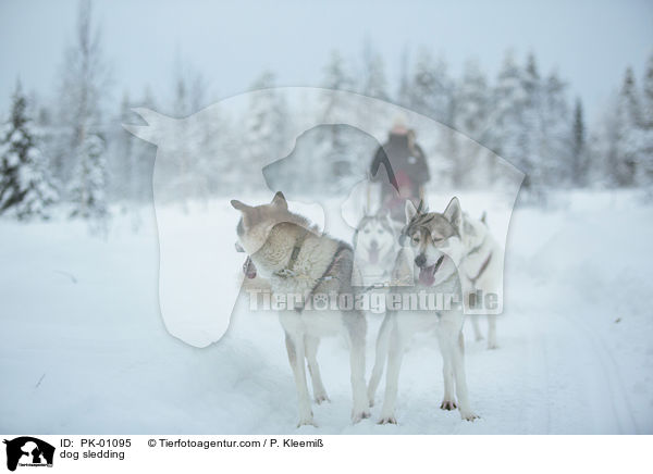 dog sledding / PK-01095