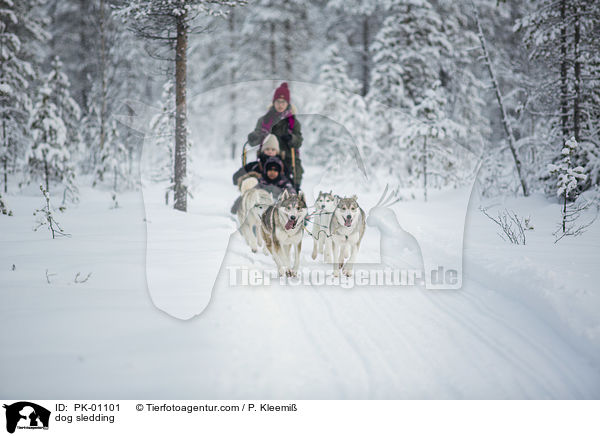 Schlittenhunderennen / dog sledding / PK-01101