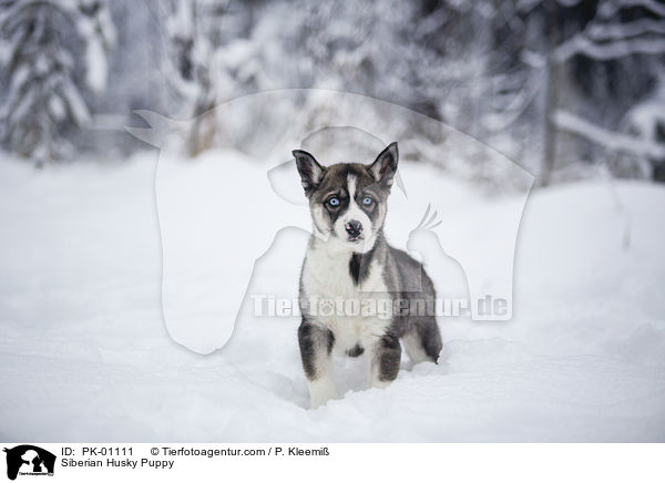 Siberian Husky Welpe / Siberian Husky Puppy / PK-01111