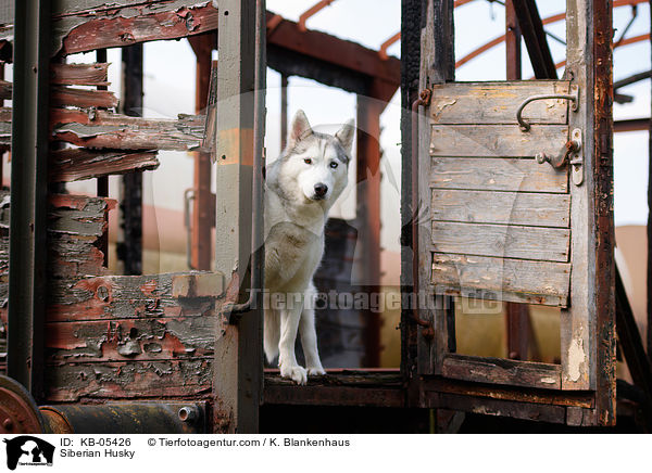 Siberian Husky / Siberian Husky / KB-05426