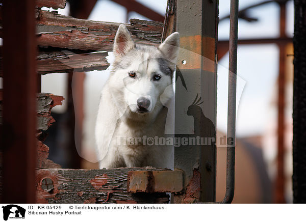 Siberian Husky Portrait / Siberian Husky Portrait / KB-05429