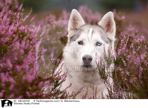 Siberian Husky Portrait / Siberian Husky Portrait / KB-05430
