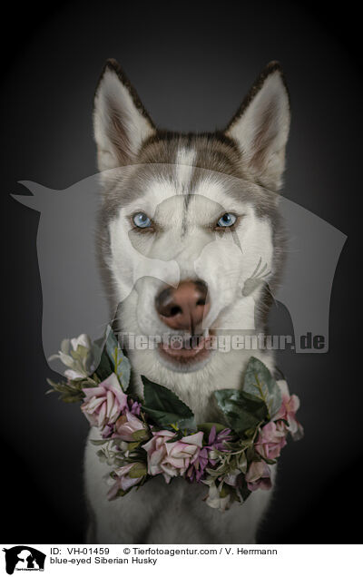 blue-eyed Siberian Husky / VH-01459