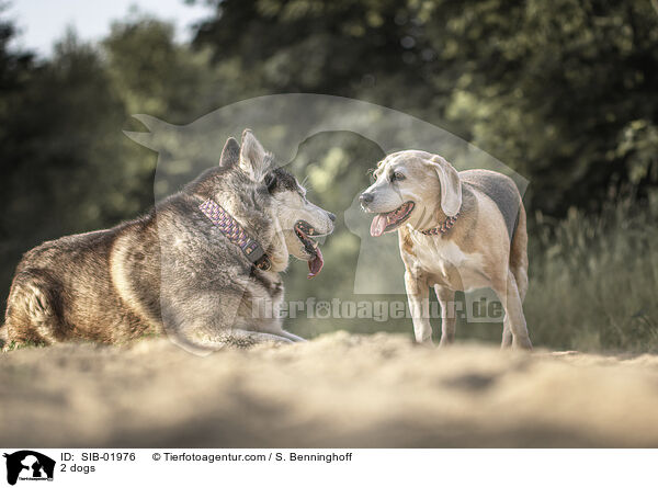 2 Hunde / 2 dogs / SIB-01976
