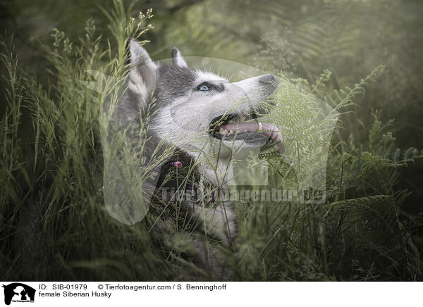Siberian Husky Hndin / female Siberian Husky / SIB-01979