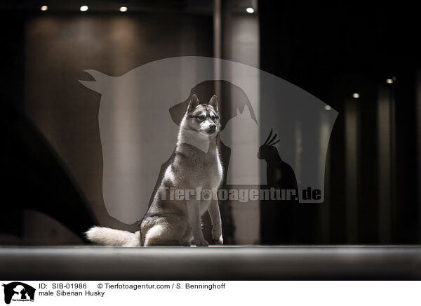 male Siberian Husky / SIB-01986