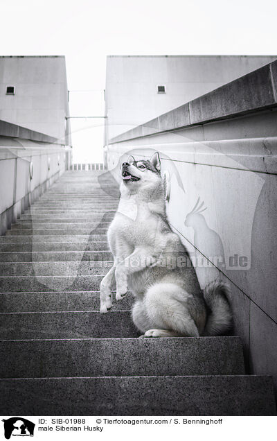 male Siberian Husky / SIB-01988