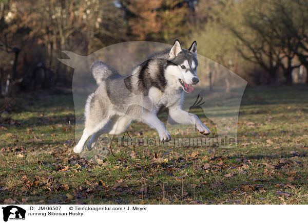 running Siberian Husky / JM-06507