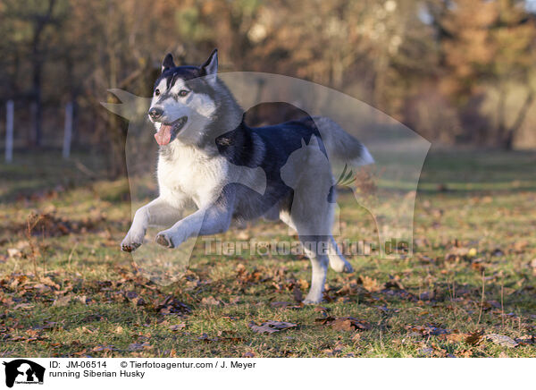 rennender Siberian Husky / running Siberian Husky / JM-06514