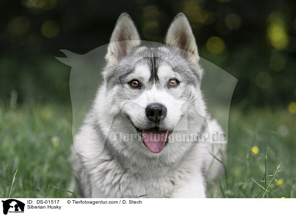 Siberian Husky / DS-01517