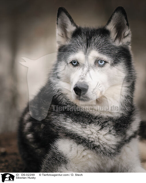 Siberian Husky / Siberian Husky / DS-02299