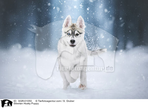 Siberian Husky Puppy / SGR-01050