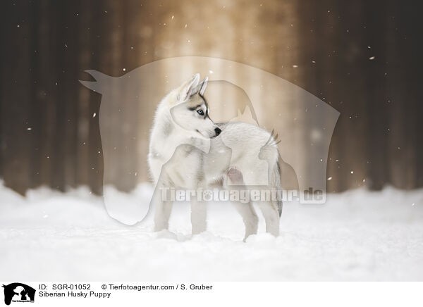 Siberian Husky Welpe / Siberian Husky Puppy / SGR-01052