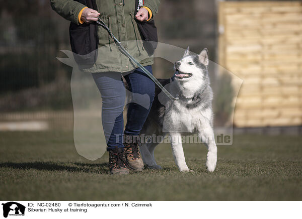 Siberian Husky im Training / Siberian Husky at training / NC-02480