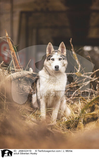 ausgewachsener Siberian Husky / adult Siberian Husky / JAM-02419