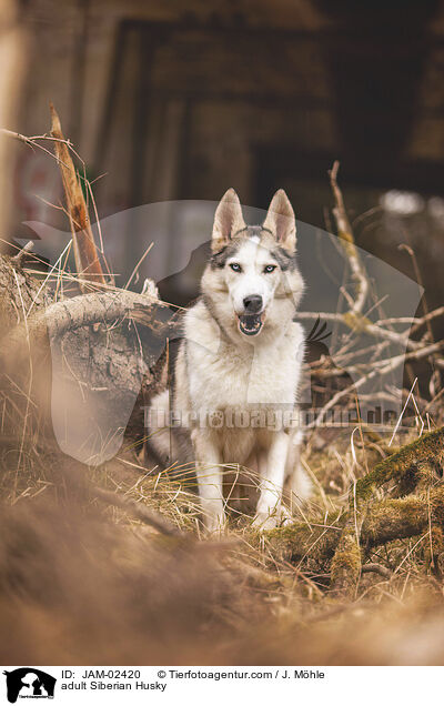 adult Siberian Husky / JAM-02420