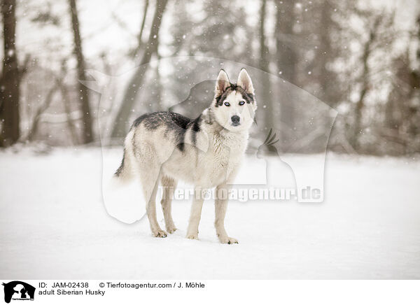 ausgewachsener Siberian Husky / adult Siberian Husky / JAM-02438