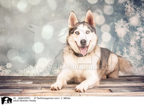 ausgewachsener Siberian Husky / adult Siberian Husky / JAM-02551