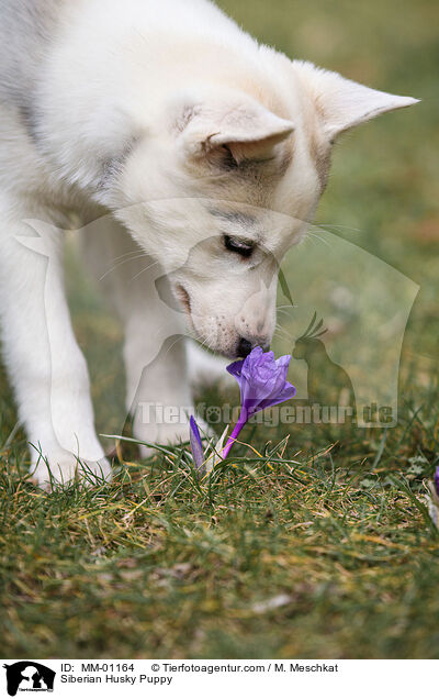 Siberian Husky Welpe / Siberian Husky Puppy / MM-01164