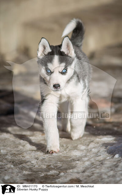 Siberian Husky Welpe / Siberian Husky Puppy / MM-01170