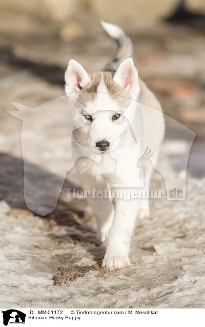 Siberian Husky Welpe / Siberian Husky Puppy / MM-01172