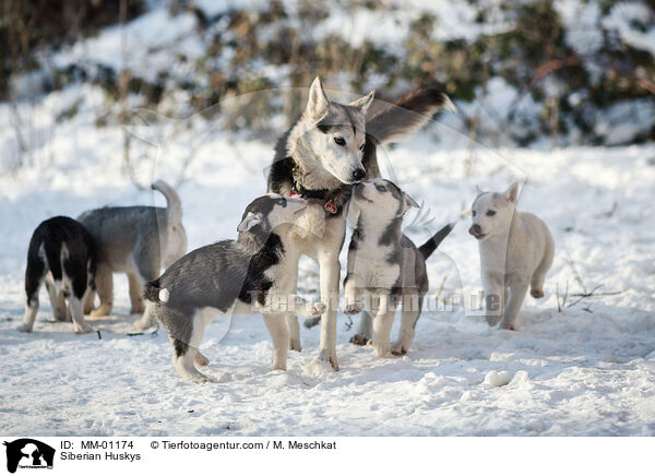 Siberian Huskys / Siberian Huskys / MM-01174