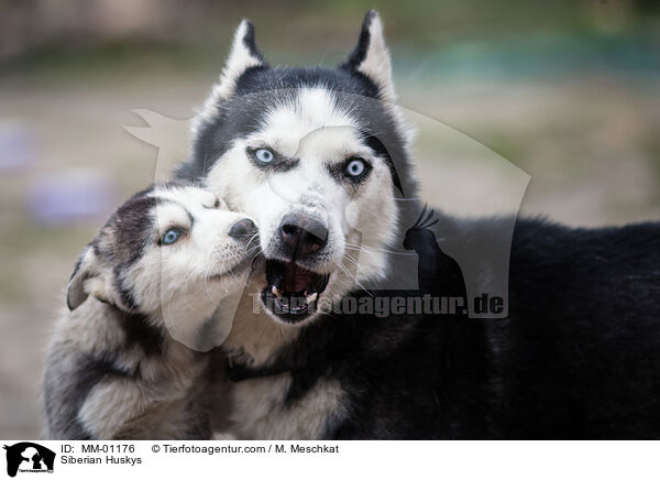 Siberian Huskys / Siberian Huskys / MM-01176