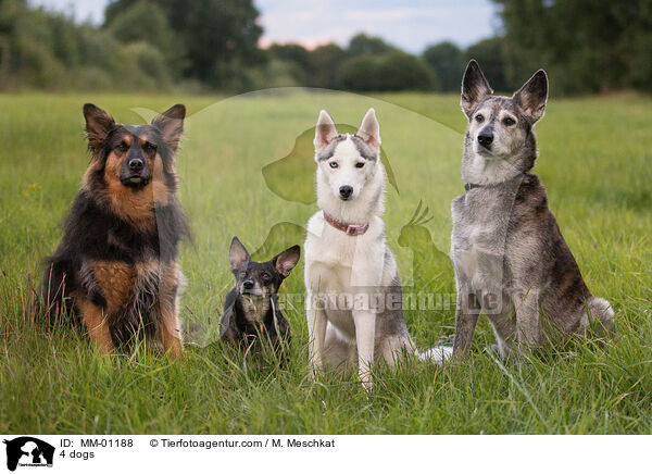 4 Hunde / 4 dogs / MM-01188