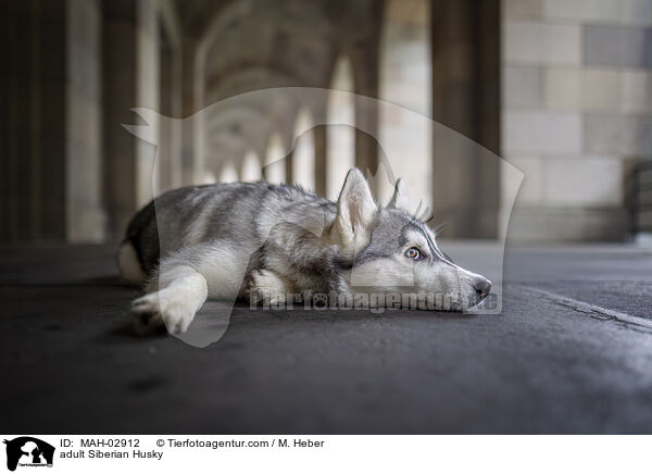 adult Siberian Husky / MAH-02912