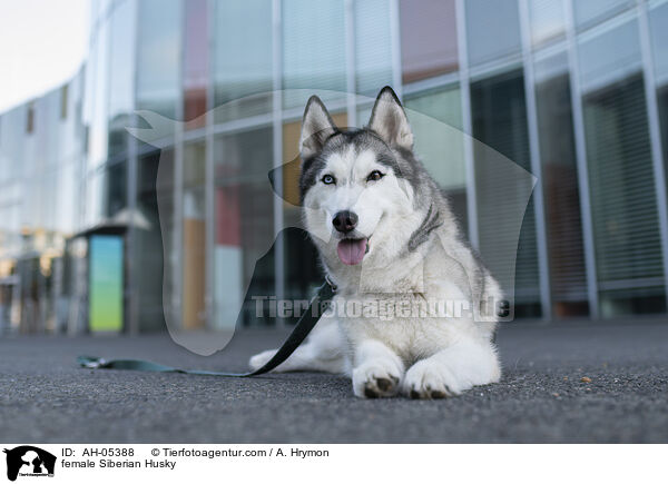 Siberian Husky Hndin / female Siberian Husky / AH-05388