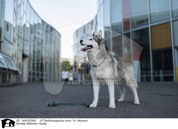 female Siberian Husky / AH-05389