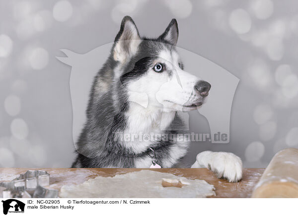 Siberian Husky Rde / male Siberian Husky / NC-02905