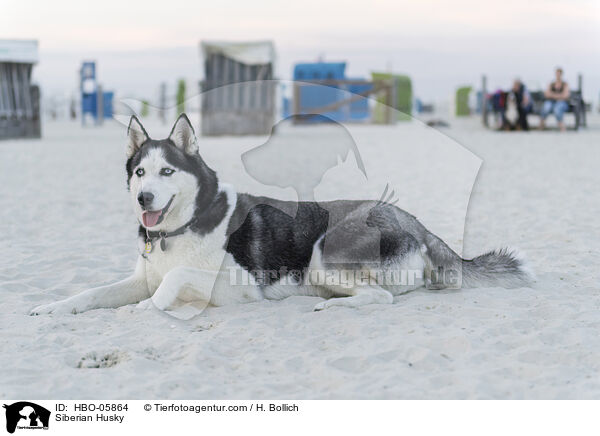 Siberian Husky / Siberian Husky / HBO-05864