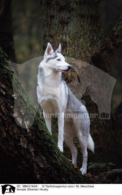 Siberian Husky Hndin / female Siberian Husky / MM-01846