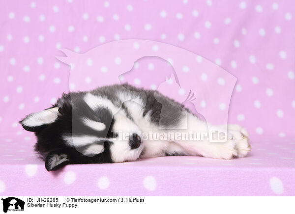 Siberian Husky Puppy / JH-29285