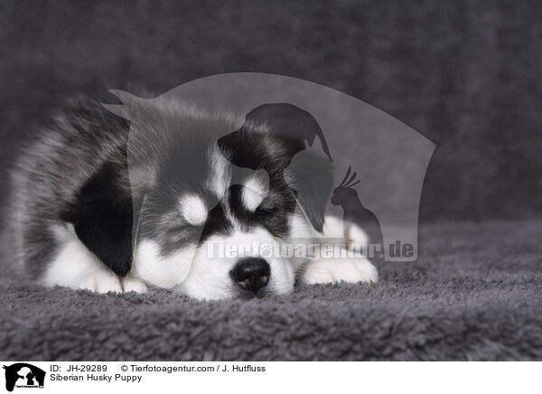 Siberian Husky Puppy / JH-29289