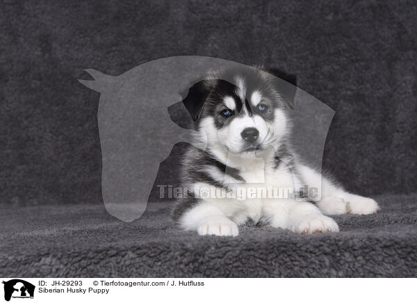 Siberian Husky Puppy / JH-29293
