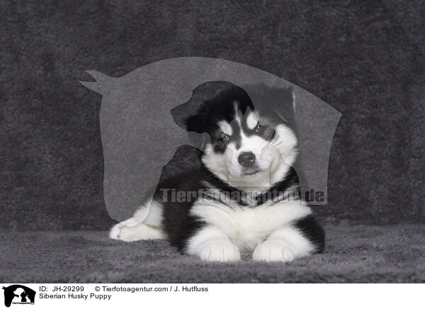 Siberian Husky Welpe / Siberian Husky Puppy / JH-29299