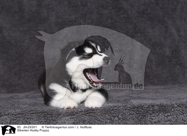 Siberian Husky Welpe / Siberian Husky Puppy / JH-29301