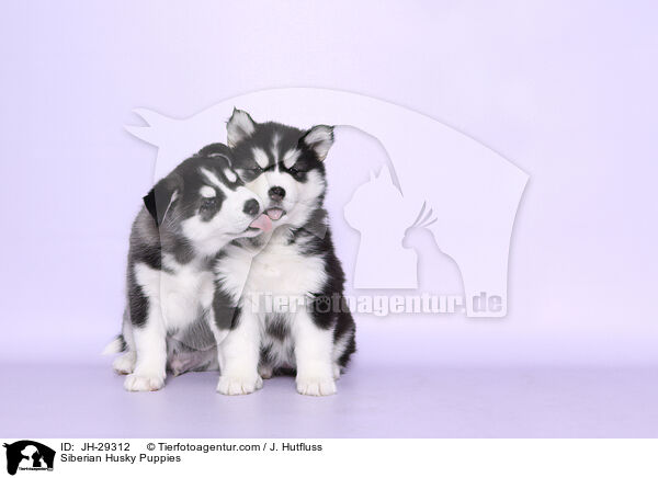 Siberian Husky Welpen / Siberian Husky Puppies / JH-29312