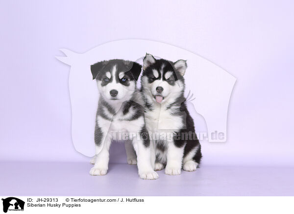 Siberian Husky Welpen / Siberian Husky Puppies / JH-29313