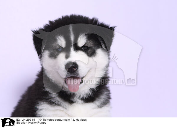 Siberian Husky Puppy / JH-29315