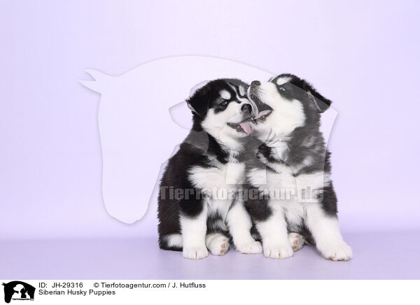 Siberian Husky Welpen / Siberian Husky Puppies / JH-29316