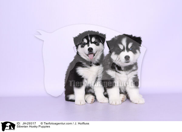 Siberian Husky Welpen / Siberian Husky Puppies / JH-29317