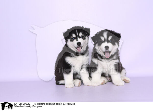 Siberian Husky Welpen / Siberian Husky Puppies / JH-29322