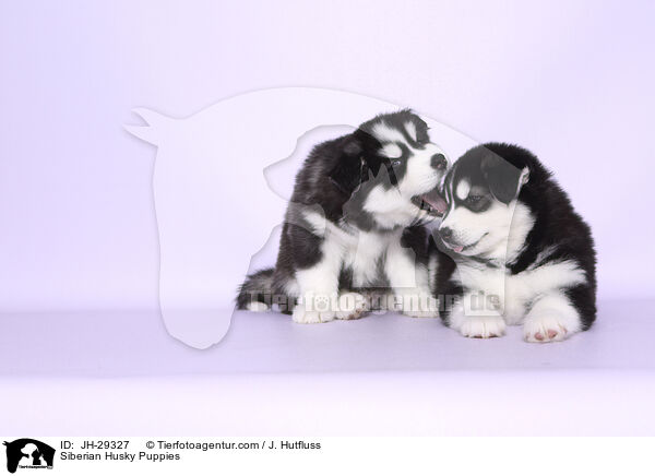 Siberian Husky Puppies / JH-29327